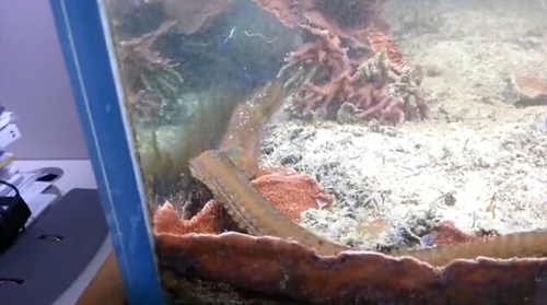 鱼缸藏近1米大虫 小鱼游过瞬间消失吓呆主人