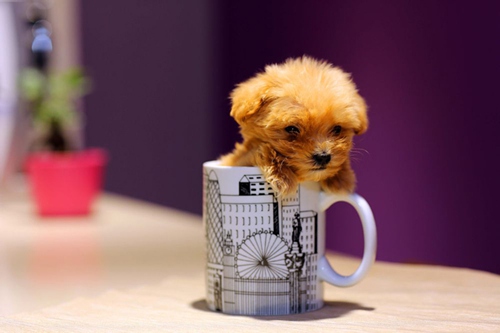 后果太严重!母女路边抱走3万泰迪犬或被判刑