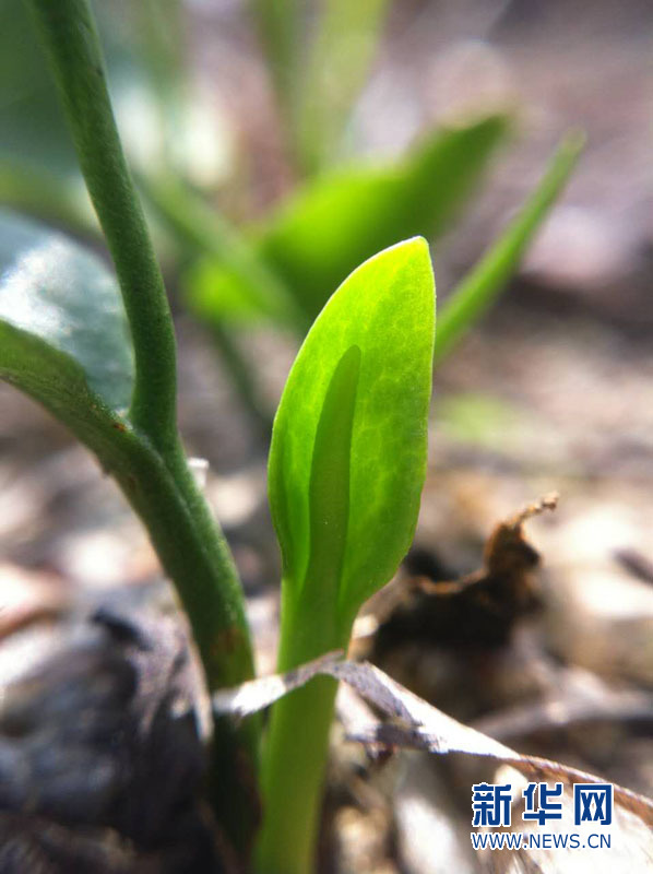 深圳发现四亿年前的古老陆生植物松叶蕨