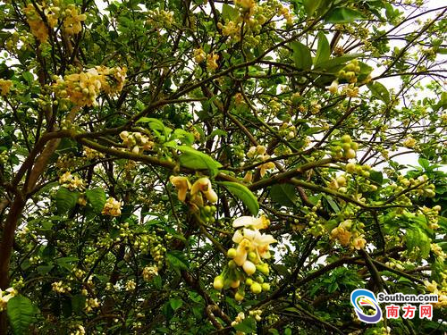 化州七万亩橘红花竞相绽放 数千观众慕名前来