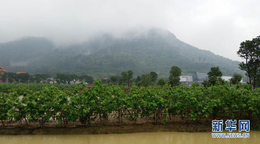 佛山西樵镇第二届渔耕粤韵桑蚕文化节开幕