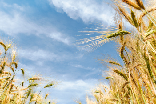 小知识:大麦茶这种清凉饮品,孕妇合适吗?