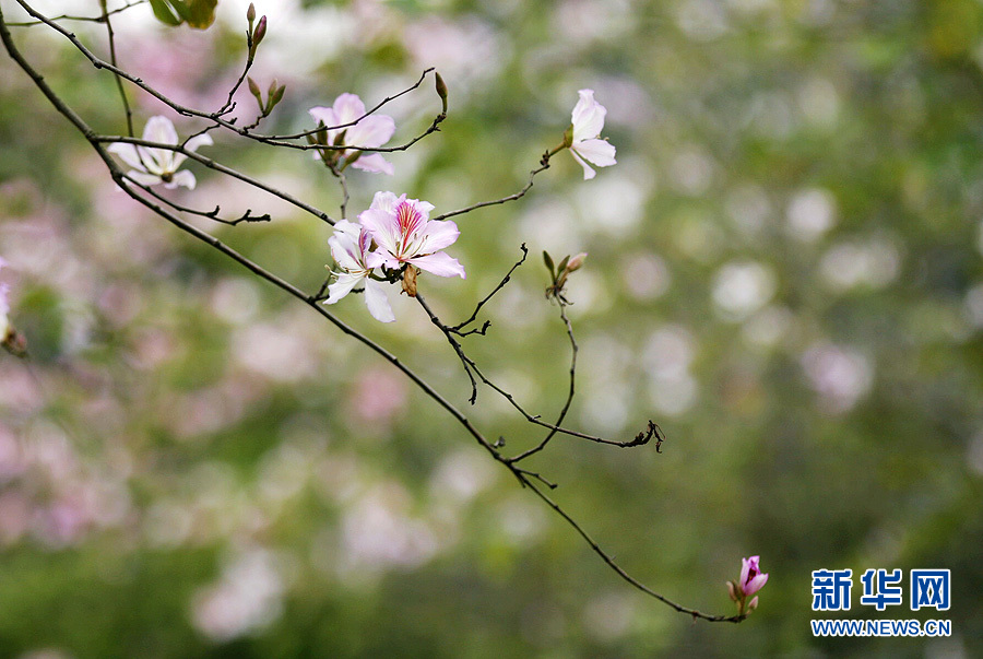 清明雨纷飞 紫荆迎客来