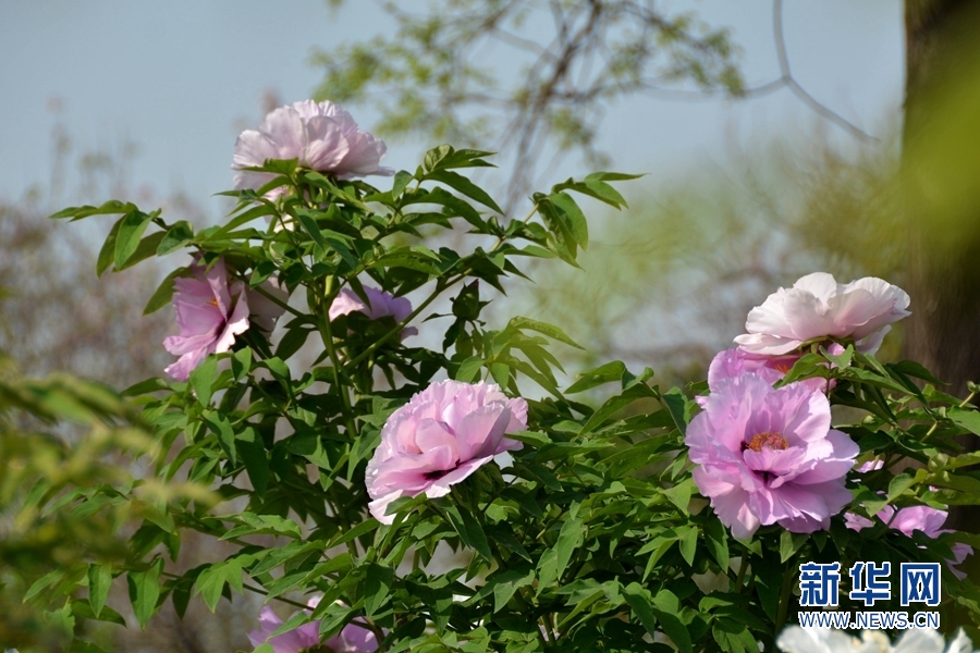 河南洛阳:一城鲜花满城香 3.5万株牡丹等你来赏