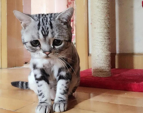 日本抱抱猫萌翻网友 主动搂抱小动物