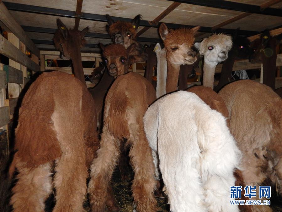 622只智利羊驼坐专机到中国安家