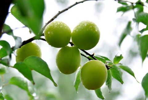 初夏什么水果最美味?青梅煮酒最养颜