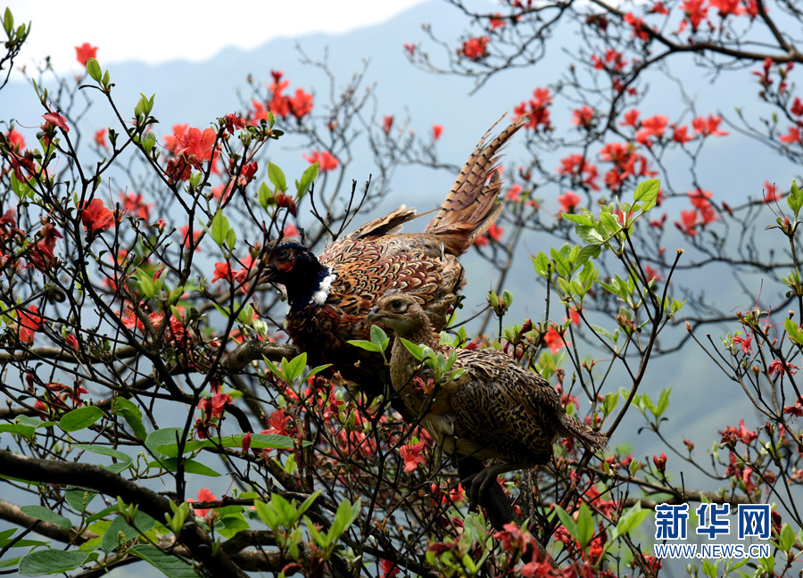 广东连山成群山鸡引来观鸟爱好者