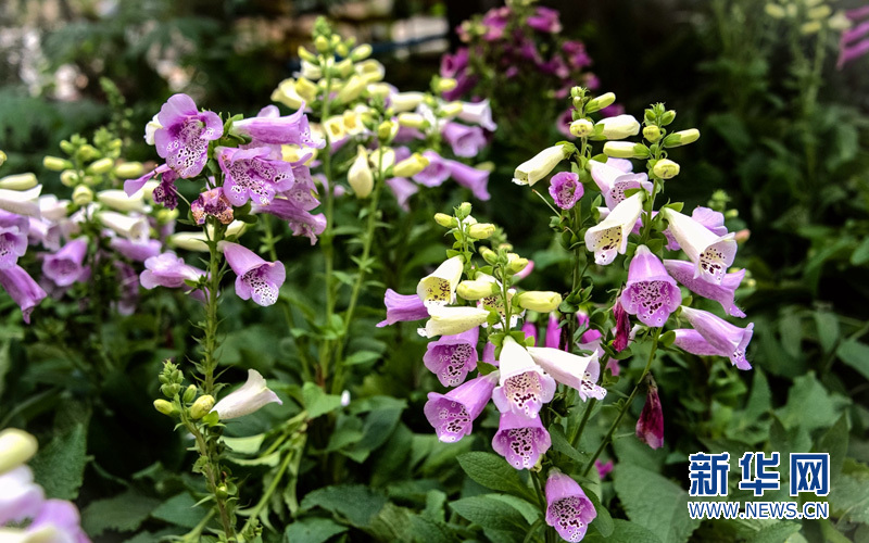 狐狸的袋子:洋地黄