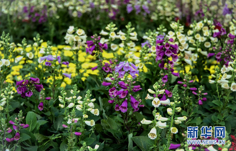 狐狸的袋子:洋地黄