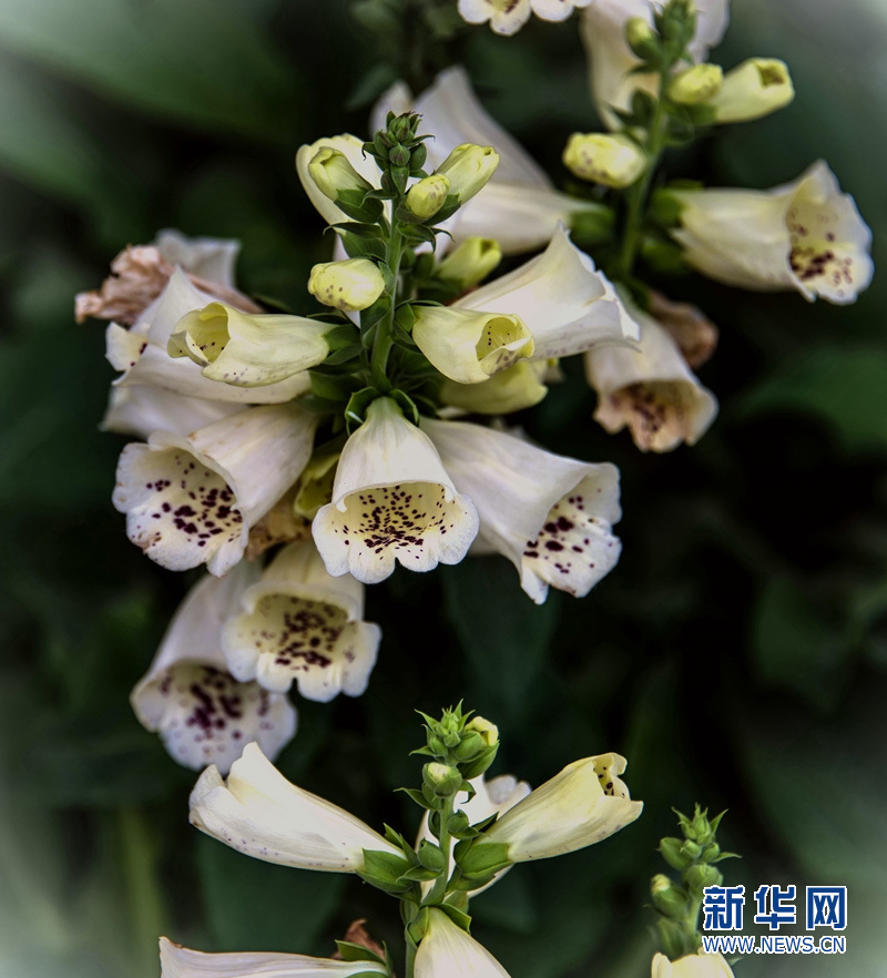 狐狸的袋子:洋地黄