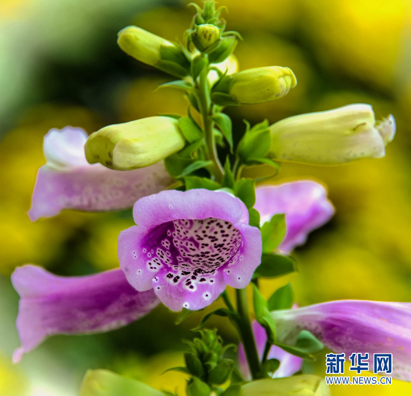 狐狸的袋子:洋地黄