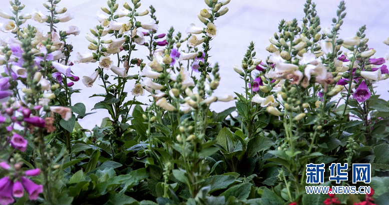 狐狸的袋子:洋地黄