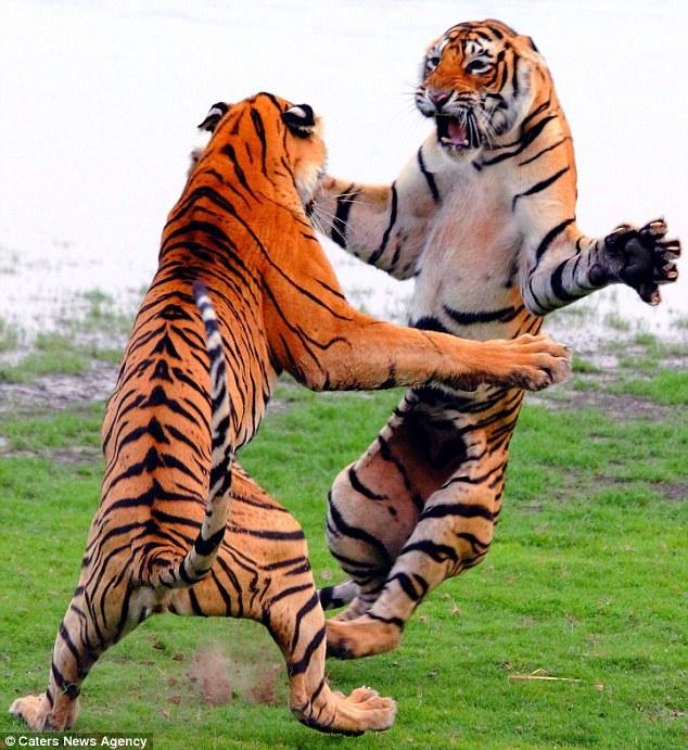 两只功夫老虎打架 雀跃而起像跳舞