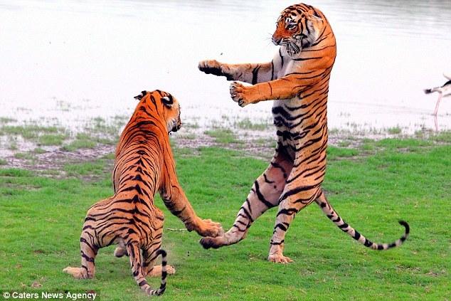 两只功夫老虎打架 雀跃而起像跳舞