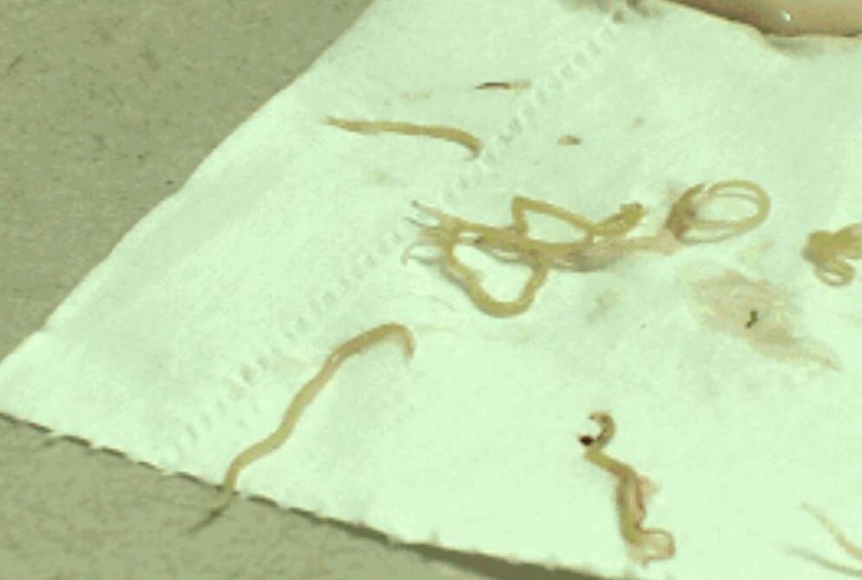 广州一鱼肚惊现20条虫 专家:鱼可以食用