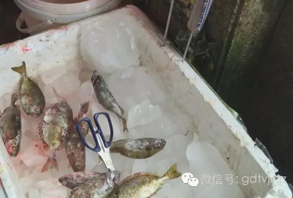 广州一鱼肚惊现20条虫 专家:鱼可以食用