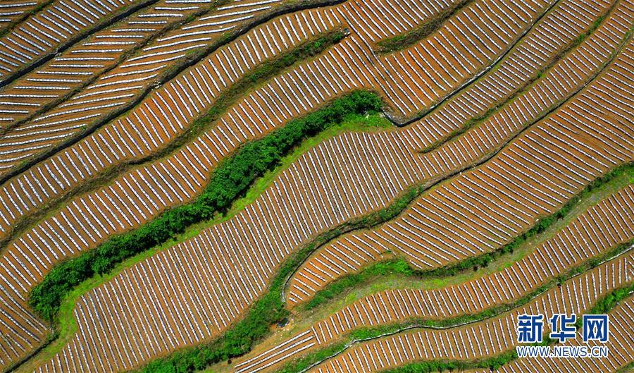 湖北恩施:旱作梯田景如画