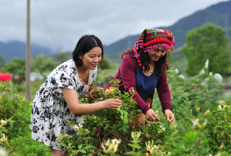 乳源举办首届金银花采花节