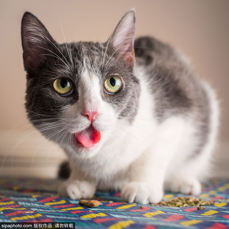 喵星人吃猫薄荷 表情兴奋可爱