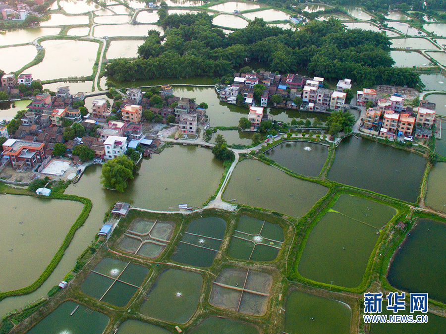 世界环境日:无人机航拍南海九江鹭鸟天堂