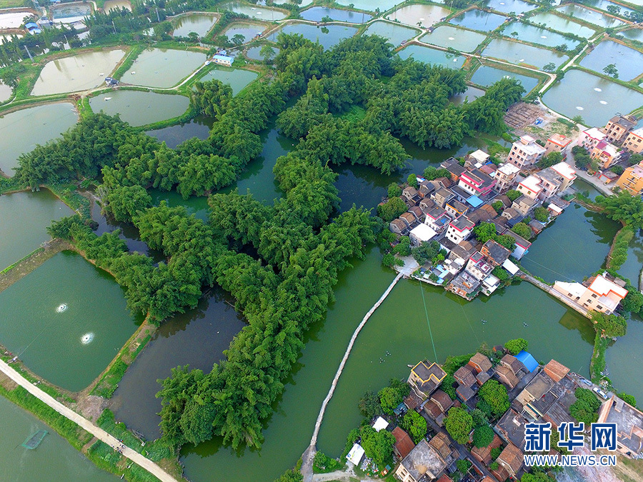 世界环境日:无人机航拍南海九江鹭鸟天堂