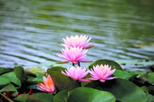 广州发布6月赏花地图 小荷娇羞开紫薇奔放来