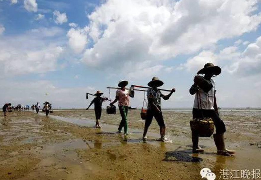 广东湛江农妇以挖虫为生 1个月赚三五千元