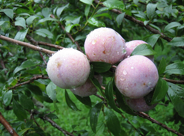 三华李上市了,看这颜值十大佳果真不是白叫的