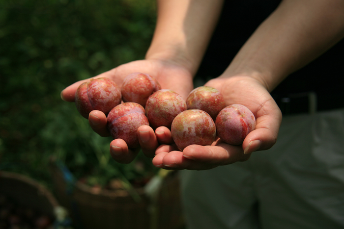 三华李上市了,看这颜值十大佳果真不是白叫的