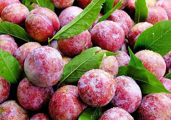 三华李上市了,看这颜值十大佳果真不是白叫的