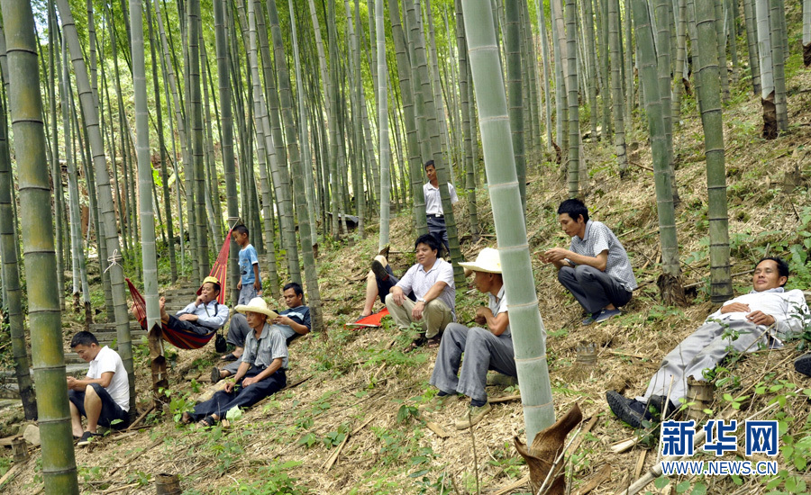 广东高温来袭 民工竹林扎吊床午睡避暑