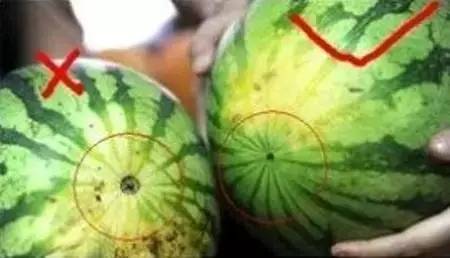 无籽西瓜是用避孕药处理的?事实却是这样的