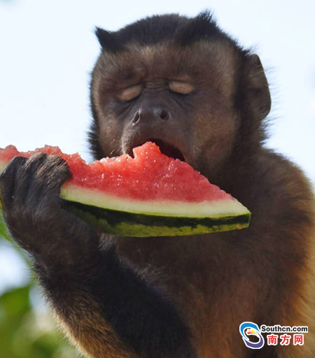 深圳野生动物吃冰块消暑