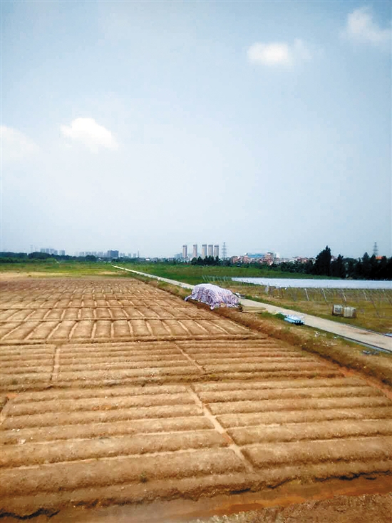 众筹点燃种菜激情 城里人乐当农场主