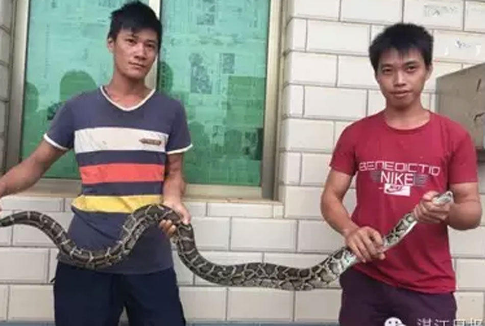 湛江3男子夜间行车 突遇大蟒蛇挡道