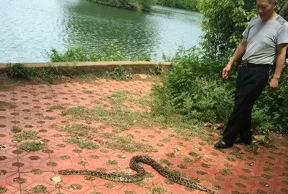 湛江3男子夜间行车 突遇大蟒蛇挡道