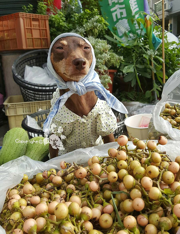 萌犬身着水果蔬菜帮主人揽生意
