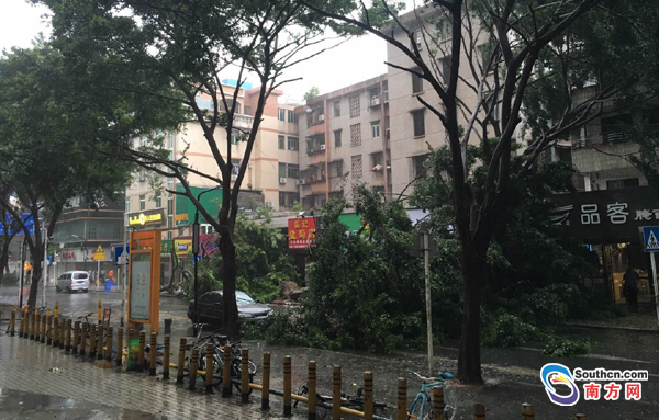 深圳风势猛劲连根拔起大树 路人大喊加工资(