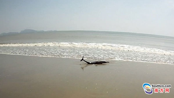 阳江:小海豚沙滩搁浅 边防官兵送归大海