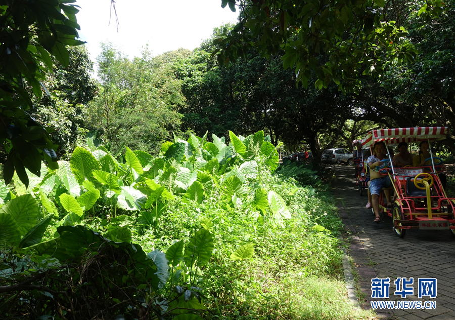国庆好去处:广州增城莲塘村体验绿道骑行
