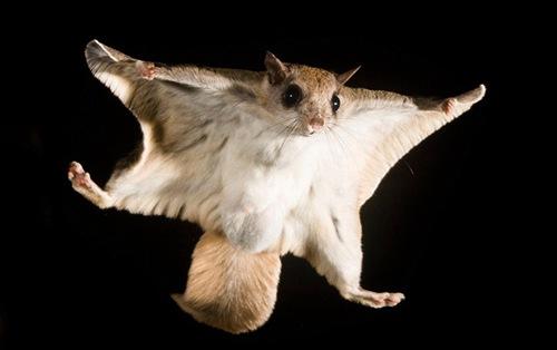 奇葩动物照片走红:羚羊长脖子大耳朵!