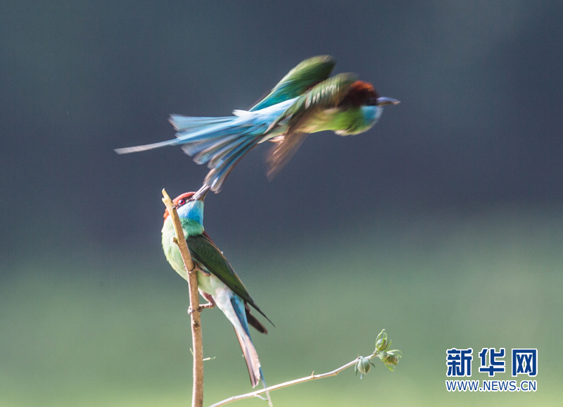 羊城秋意浓 喜鹊园里聆听百鸟吟唱