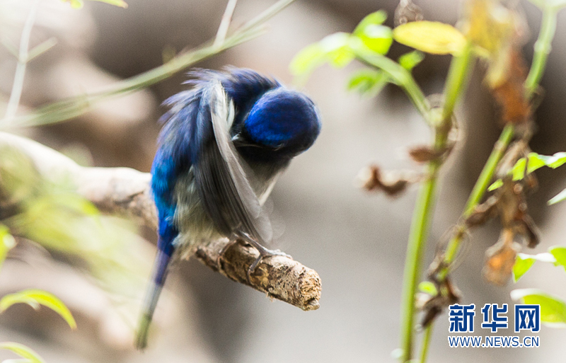 羊城秋意浓 喜鹊园里聆听百鸟吟唱
