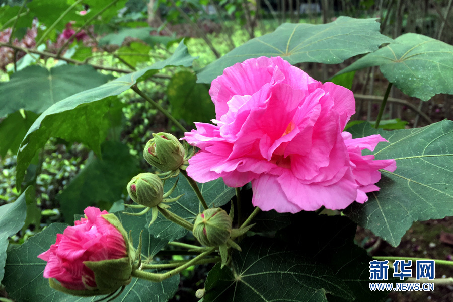 木槿花:花开烂漫 朝开暮落