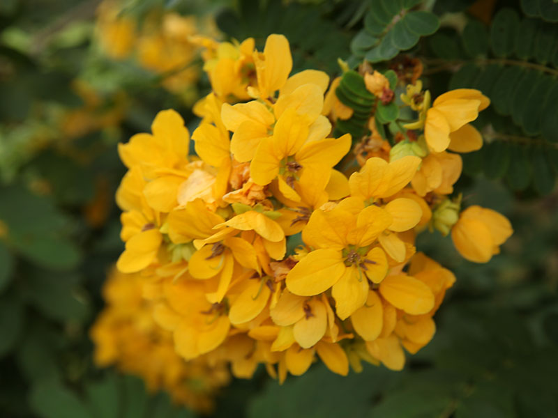 【秋天美丽生态】黄花槐开如金蝶 花团锦簇缀