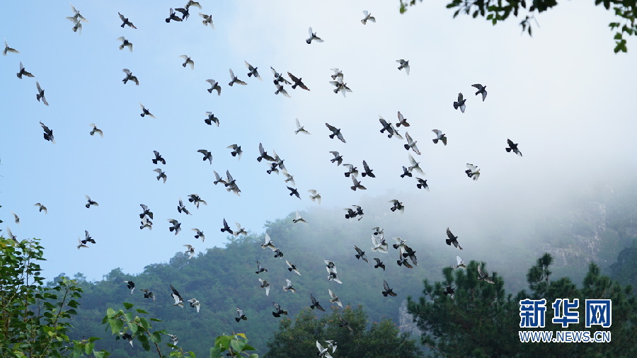 【美丽生态系列报道】飞鸟嬉戏 如织如画