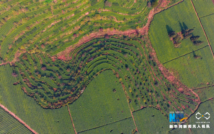 航拍广东美丽茶园--英德积庆里红茶谷