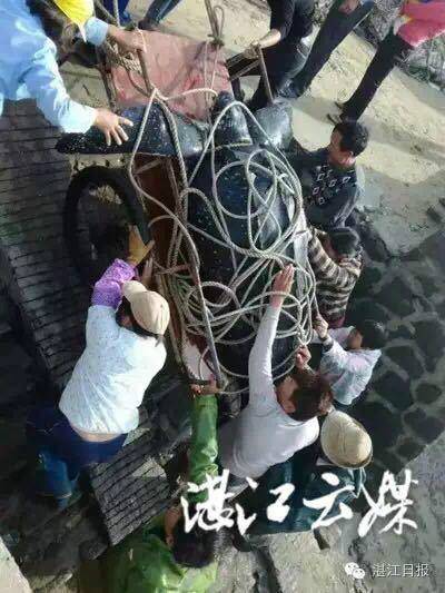 湛江416斤大海龟惨遭屠宰?省海洋与渔业厅回