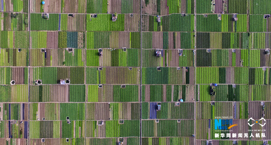 大地乐章|航拍深圳大片保护农田 钢筋混凝土森